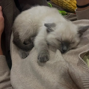 Katzenbaby, Kitten. Kätzchen, Abgabebereit