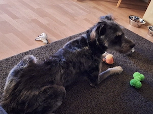 lieber Rüde sucht ein tolles Zuhause 