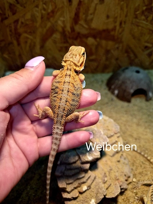 Farb-Bartagame Jungtiere (pogona vitticeps) NZ 04 2026