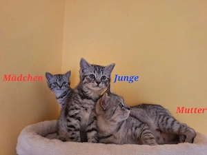 Bkh Mix Whiskas Kitten 