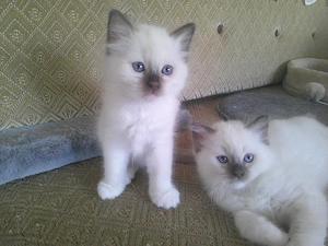  Heilige Birma Kitten 