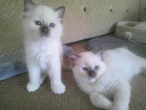 Noch 1 Heilige Birma kitten