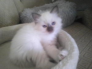 Heilige Birma Kitten