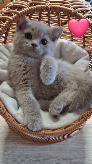 Britisch Kurzhaar katze&kater