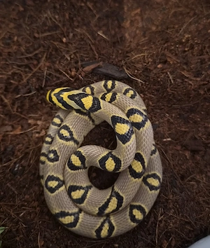 E.Mandarinus Mandarinnatter Sichuan 1.1 2025 