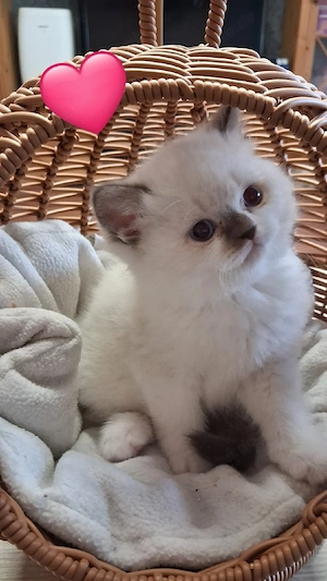 Britisch kurzhaar kitten
