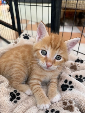 Main Coon Mix Babys suchen Zuhause noch drei zu Abgabe.