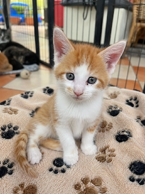 Noch zwei Katzenbaby Main Coon Mix Mana Original zu Abgabe.