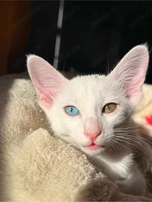 OKH Siam Kitten Orientalisch Kurzhaar