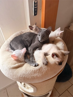 OKH Siam Kitten Orientalisch Kurzhaar Bild 6