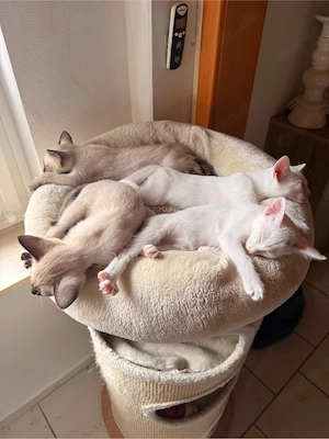 OKH Siam Kitten Orientalisch Kurzhaar Bild 5