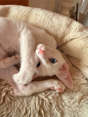 OKH Siam Kitten Orientalisch Kurzhaar Bild 8