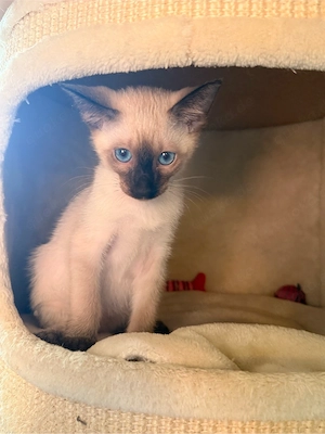OKH Siam Kitten Orientalisch Kurzhaar Bild 2