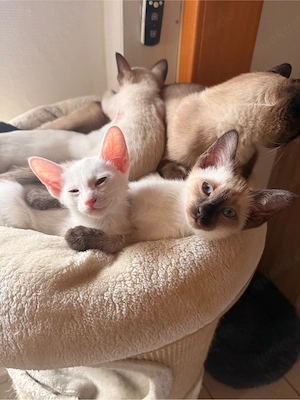 OKH Siam Kitten Orientalisch Kurzhaar Bild 7