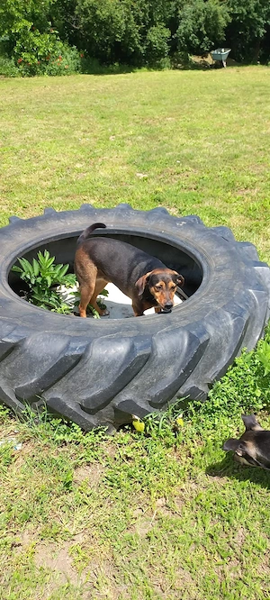 Sweety, hübsche Ludogorsko Hündin 