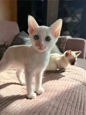 OKH Siam Kitten Orientalisch Kurzhaar Bild 4