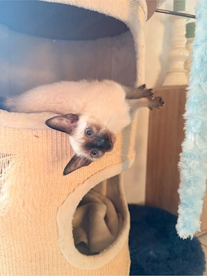 OKH Siam Kitten Orientalisch Kurzhaar Bild 3