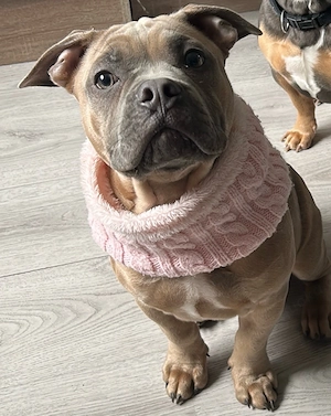 Deckrüden Alternative Bulldogge