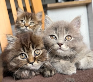 Britisch Langhaar Kurzhaar Kitten suchen ein liebevolles Zuhause