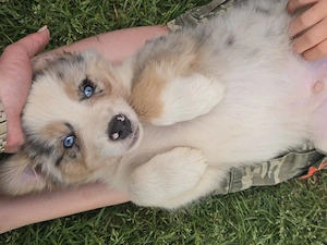Zauberhafte Australian Sheperd Welpen 