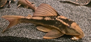Verschiedene Fische 