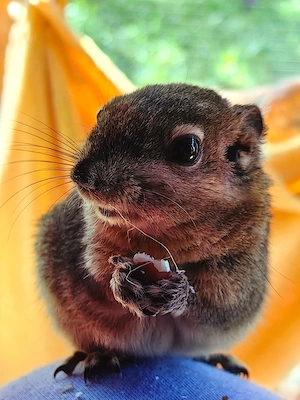 Chinesische Baumstreifenhörnchen  