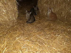 Babykatzen Katzen abzugeben ab sofort