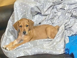 Fortunato sucht sein Zuhause