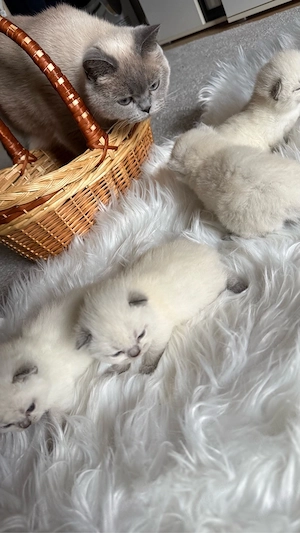 Wunderschöne BKH Blue Point Kitten Bild 8