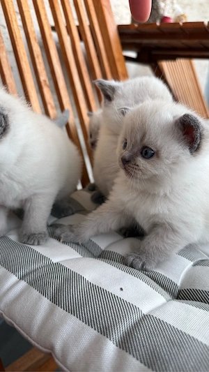 Wunderschöne BKH Blue Point Kitten Bild 9