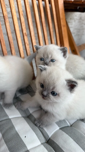 Wunderschöne BKH Blue Point Kitten Bild 10