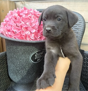 Wolfspitz Labrador mischlingswelpen 