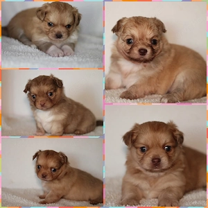 Wunderschöne Reinrassige Chihuahua Welpen Rüden Hündin Choco Red Brindle Langhaar.