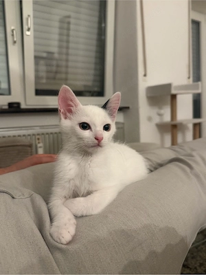 kitten zu verkaufen Bild 5