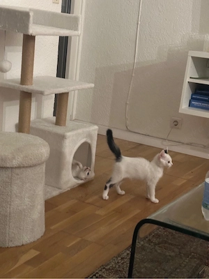 kitten zu verkaufen Bild 3