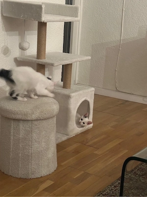 kitten zu verkaufen Bild 2