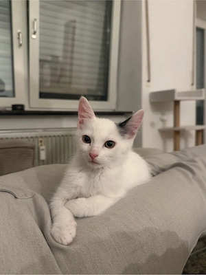 kitten zu verkaufen