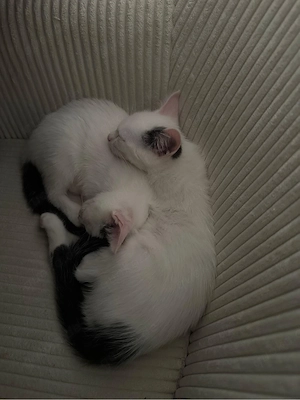 kitten zu verkaufen Bild 4