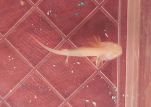 Axolotl Jungtiere Albinos 
