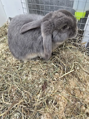 zwergwidder hase kaninchen  Bild 2