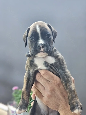 Deutscher Boxer Welpen 