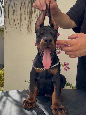  Dobermannwelpen suchen liebevolle Familien in Deutschland 