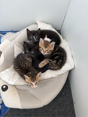 Europäisch Kurzhaar Katzenbabys