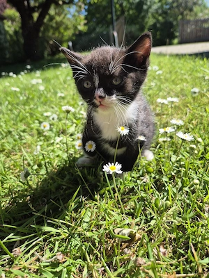 Katzenbabys Kitten