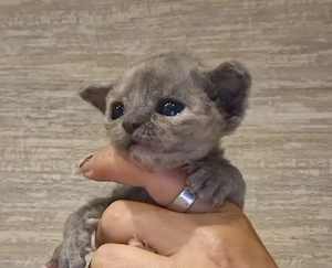 Hübsche Devon Rex Kitten können im Alter von 12 Wochen umziehen 