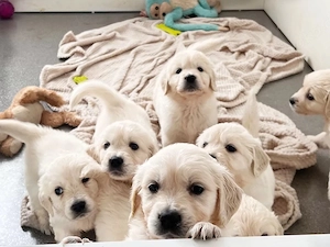Golden Retriever Welpen in Creme Weiß ? Mit Ahnentafel