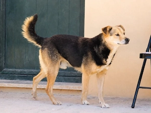 Jack sucht sein Zuhause (noch auf Sardinien)