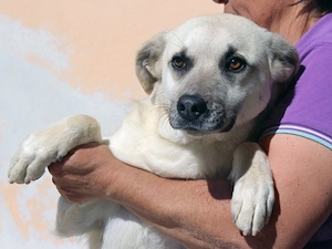 Isabel sucht ihr Zuhause (noch auf Sardinien)