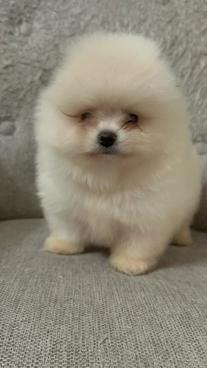 Pomeranian     