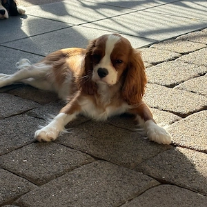 Cavalier King Charlls Spaniel